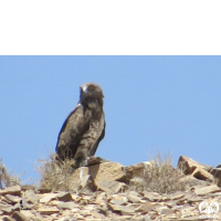 گونه عقاب مارخور Short-toed Eagle